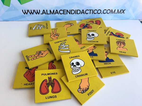 MEMORAMA DEL CUERPO HUMANO